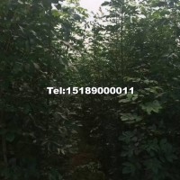 速生白蠟