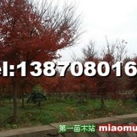 雞爪槭