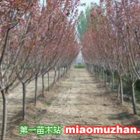 櫻花