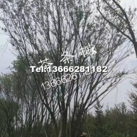 叢生茶條槭