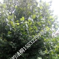 法桐