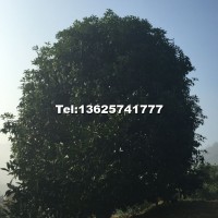桂花
