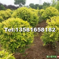 矮接金葉榆