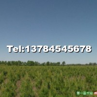 云杉