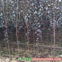 河南紫葉李