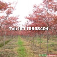 紅楓