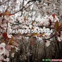 紅葉李