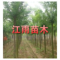 國(guó)槐