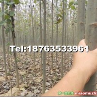 窄冠楊