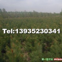樟子松