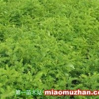 紫穗槐