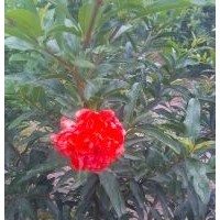 花石榴