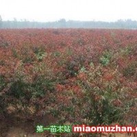 紅葉桃