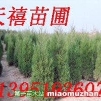 蜀檜