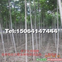 椿樹