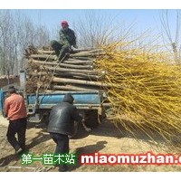 金枝國槐