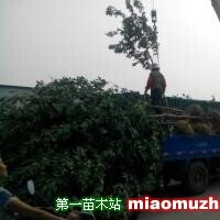 白蠟樹
