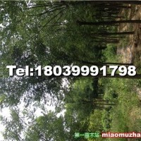 國槐