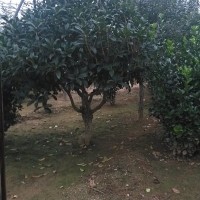 桂花樹
