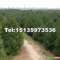 白皮松