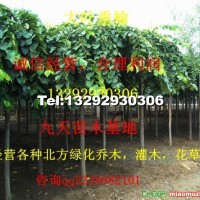 大葉垂榆