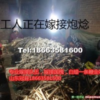窄冠毛白楊