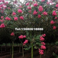 紅花紫薇