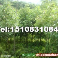 香樟樹