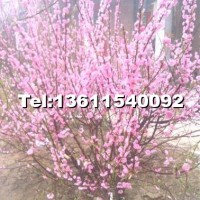 榆葉梅