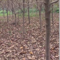 紅玉蘭
