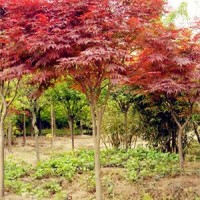 紅楓