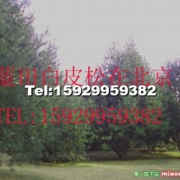 白皮松