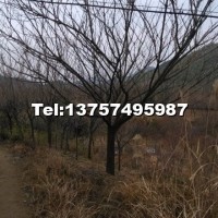 櫻花