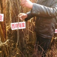 西府海棠