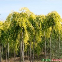 金葉垂榆