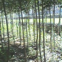 紅葉石楠高桿