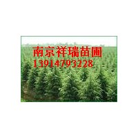 雪松