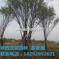 茶條槭