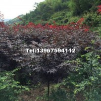 中國(guó)紅楓