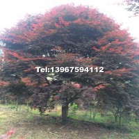 中國(guó)紅楓