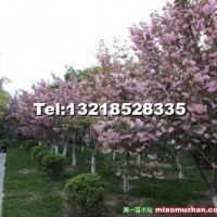櫻花樹