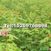 美國紅點(diǎn)紅楓