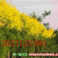 金葉榆