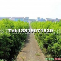 落羽杉