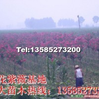紅花紫薇