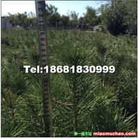白皮松