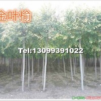 金葉榆