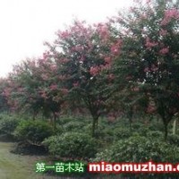 紫薇