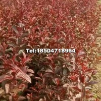 紅葉李