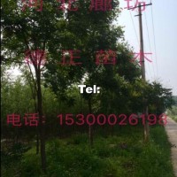 黃山欒樹